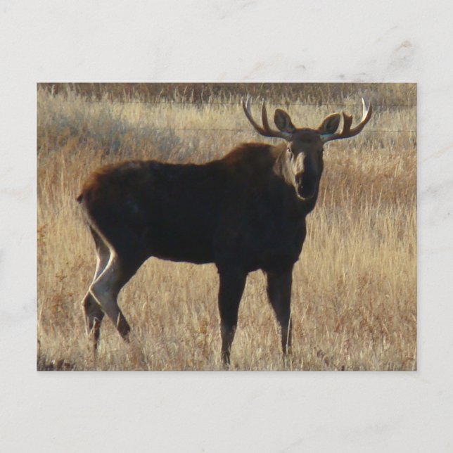 M7 Young Bull Moose Postcard (Front)