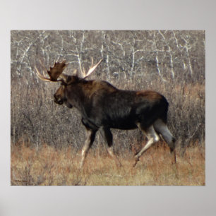 M8 Bull Moose in Scrub Brush Poster