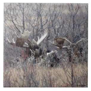 M9 Bull Moose Laying Tile