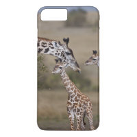 Maasai Giraffe (Giraffe Tippelskirchi)