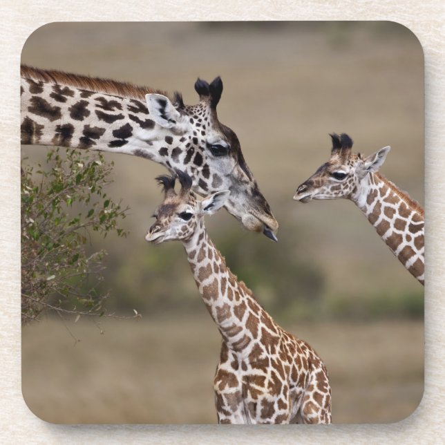Maasai Giraffe (Giraffe Tippelskirchi) Coaster (Front)