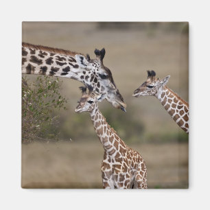 Maasai Giraffe (Giraffe Tippelskirchi) Magnet