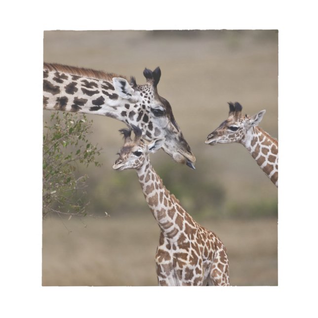 Maasai Giraffe (Giraffe Tippelskirchi) Notepad (Front)