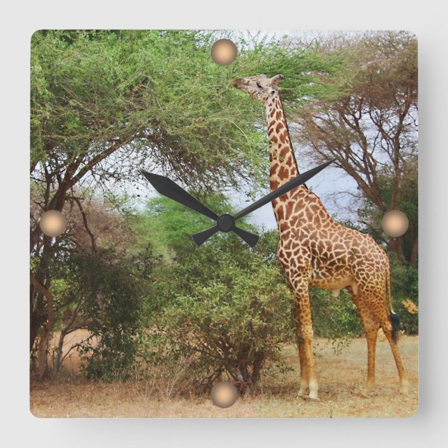 Maasai Giraffe Square Wall Clock (Front)
