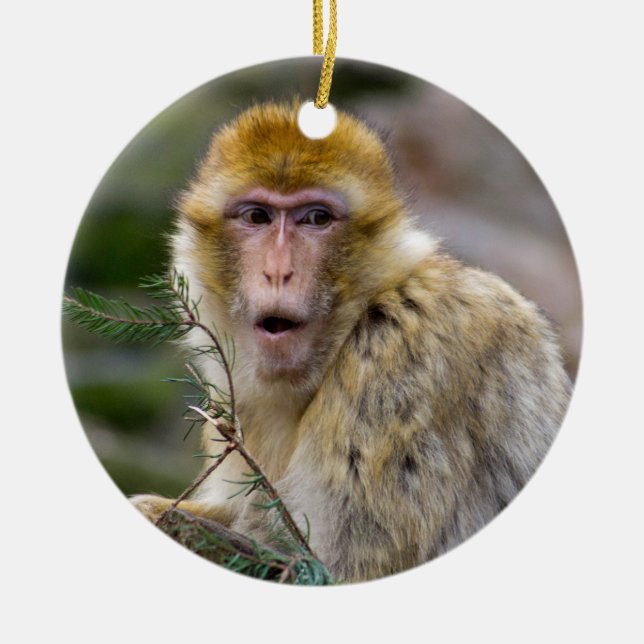 Macaca sylvanus ceramic tree decoration (Front)