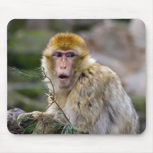 Macaca sylvanus mouse pad (Front)