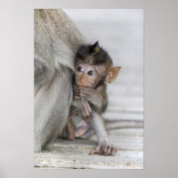 Macaque Monkey