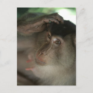 Macaque Postcard