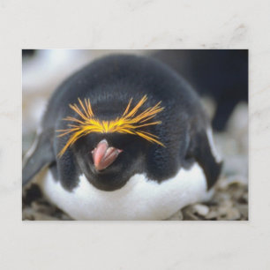 Macaroni Penguin Flop Postcard