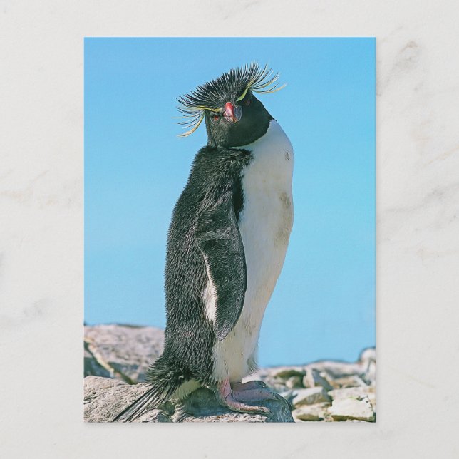 Macaroni penguin postcard (Front)