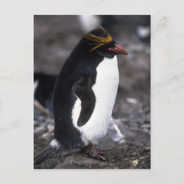 Macaroni Penguin Standing Erect Postcard (Front)