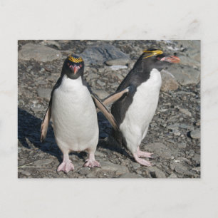 Macaroni Penguins Postcard