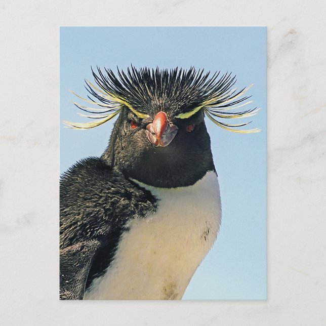 Macaroni penguins postcard (Front)