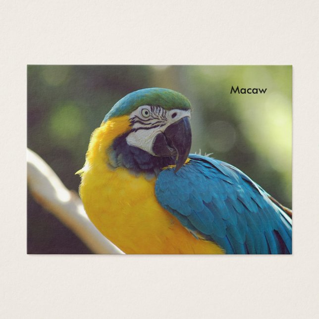 macaw (Front)