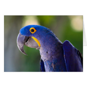 Macaw