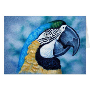 Macaw