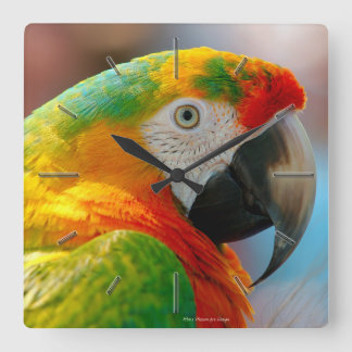 Macaw 1A-1B Options Wall Clocks