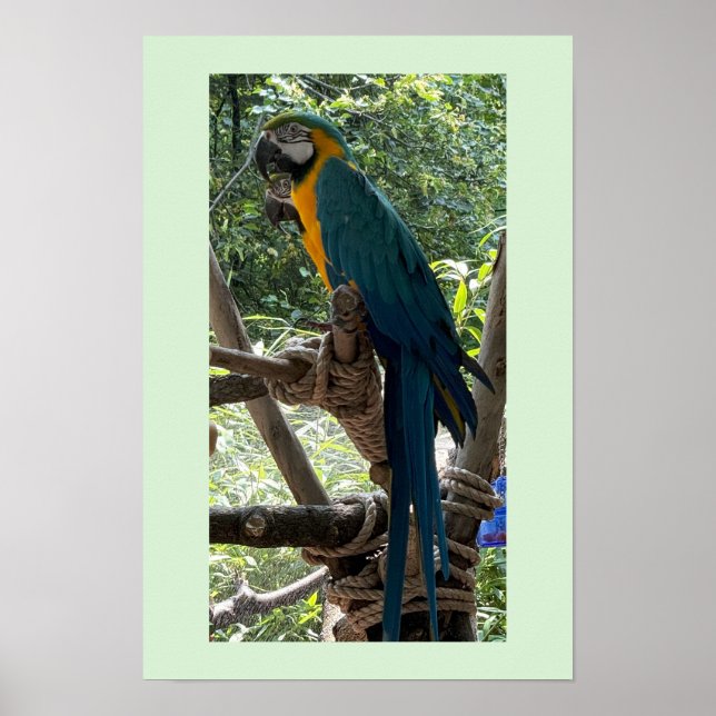 Macaw Bird Photo Poster  (Front)