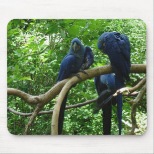 Macaw Birds Mousepad