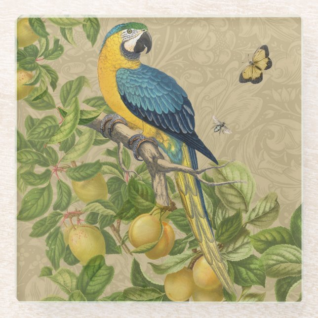 Macaw Blue Yellow Tropical Jungle Antique Glass Coaster (Front)