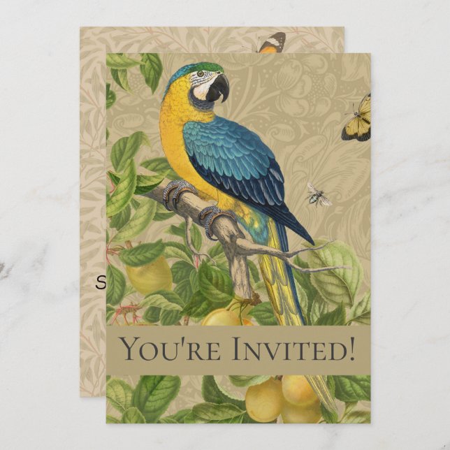 Macaw Blue Yellow Tropical Jungle Antique Invitation (Front/Back)