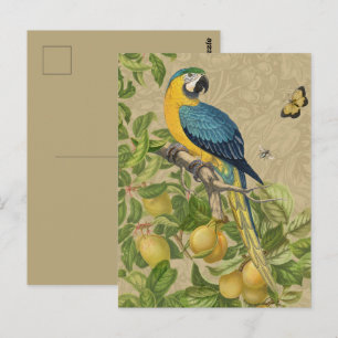 Macaw Blue Yellow Tropical Jungle Antique Postcard