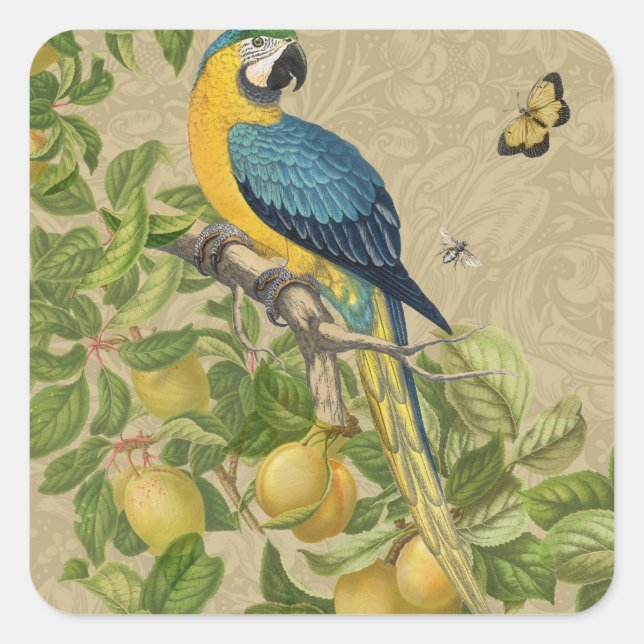 Macaw Blue Yellow Tropical Jungle Antique Square Sticker (Front)