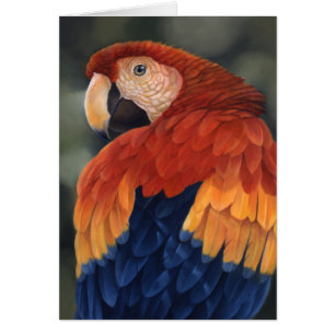 Macaw Card