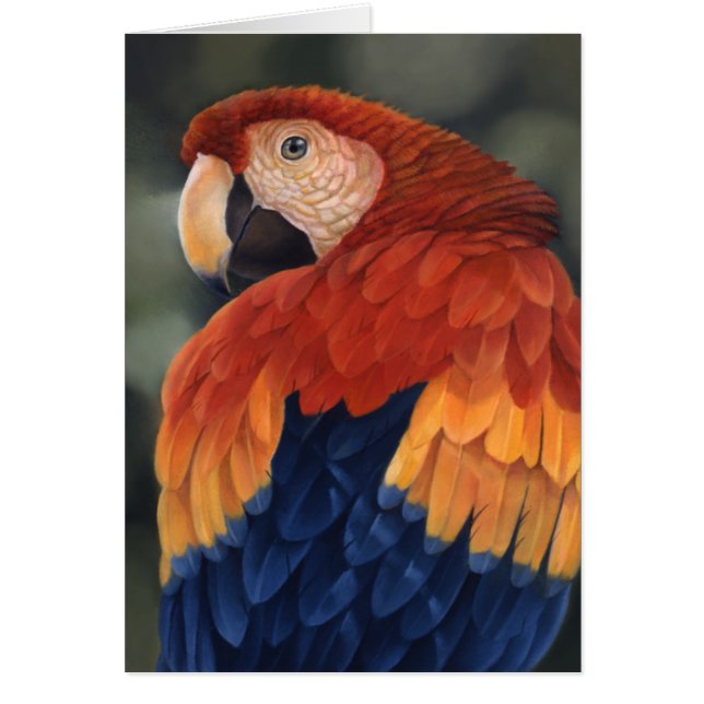 Macaw Card (Front)