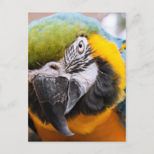 Macaw Close-Up postcard