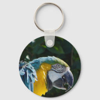 Macaw Key Chain