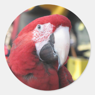 Macaw large sticker