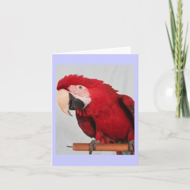 Macaw note card (Front)