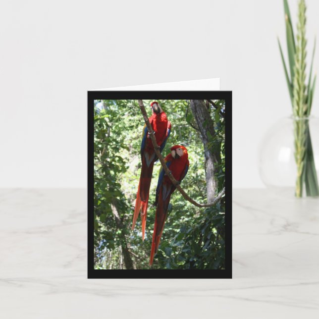 Macaw Notecard (Front)