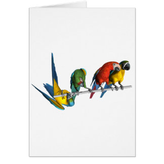 Macaw Parrot
