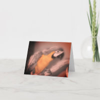 Macaw Parrot Black White Partial Colour Note Card