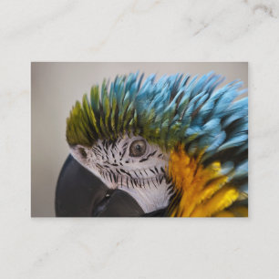 Macaw Parrot - Business Card