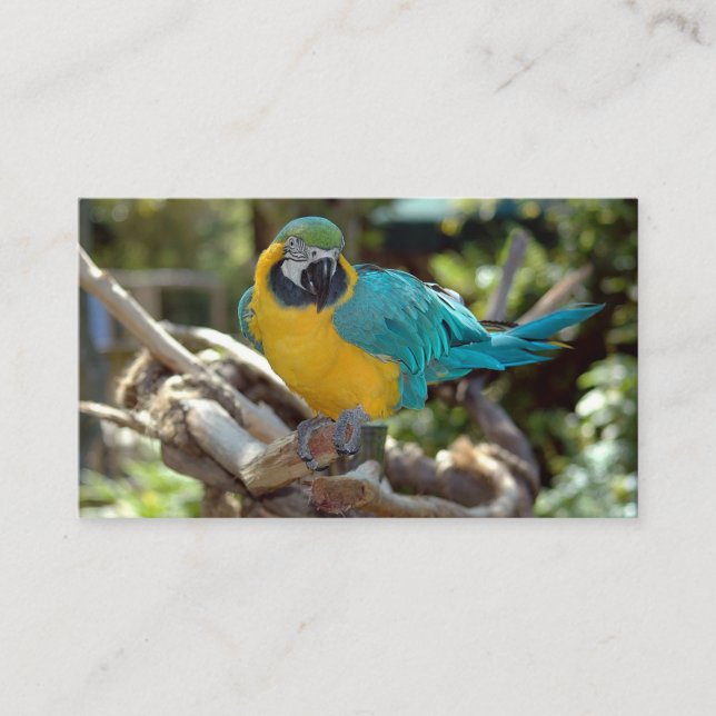 Macaw Parrot Business Card (Front)
