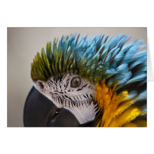 Macaw Parrot - Card