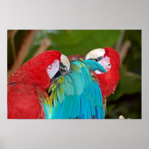 Macaw parrot couple poster