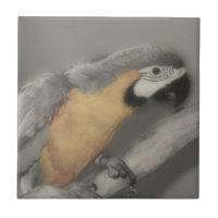 Macaw Parrot In Black And White Bird
