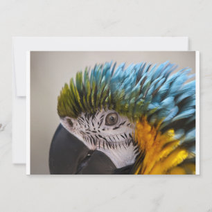 Macaw Parrot - Invitation