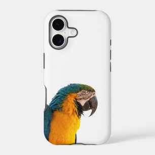 Macaw Parrot Photo