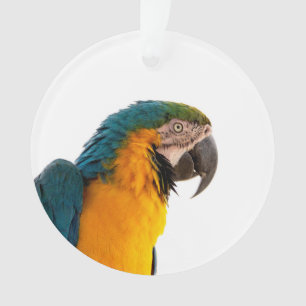 Macaw Parrot Photo Ornament