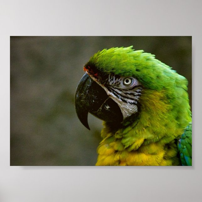 Macaw Parrot Photo Poster (Front)