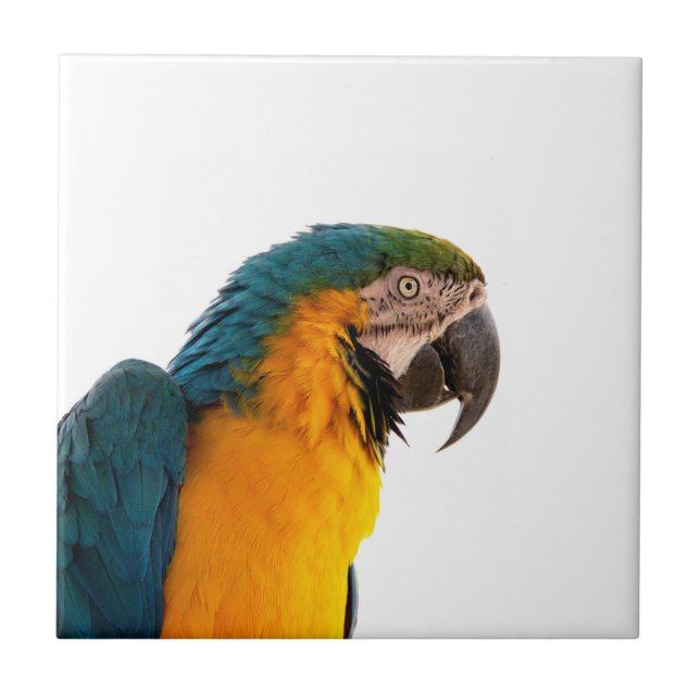 Macaw Parrot Photo Tile (Front)