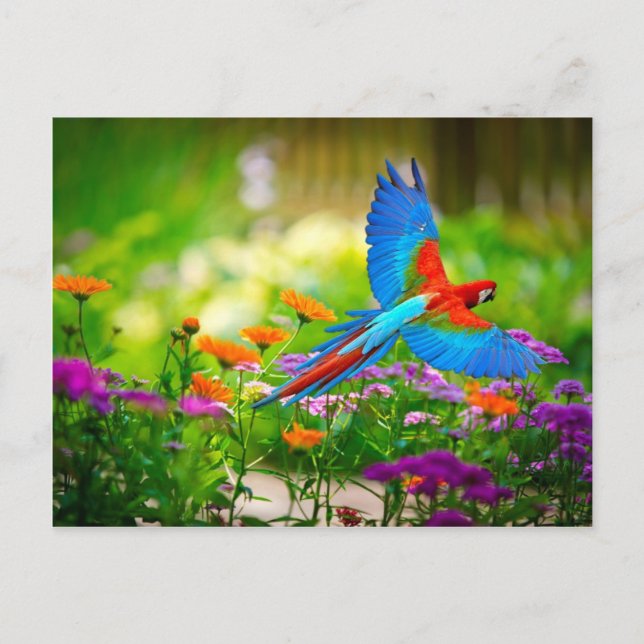 Macaw Parrot Postcard (Front)