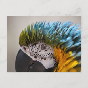 Macaw Parrot - Postcard