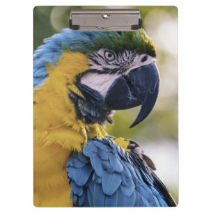 Macaw Parrot Profile Portrait Photograph Clipboard