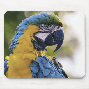 Macaw Parrot Profile Portrait Photograph Mouse Pad